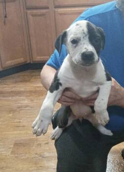 Mastiff and Border Collie Dogs Available for Adoption - Dottie | PetCurious