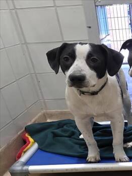 NUGGET -  Labrador Retriever and Collie Dog for Adoption in Derwood, Maryland - NUGGET | PetCurious