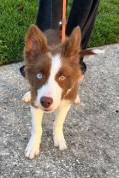 Border Collie Dogs Available for Adoption in Wekiwa Springs, Florida - Frankie | PetCurious