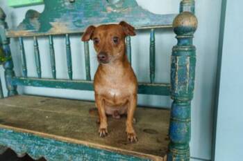Dachshund and Chihuahua Dogs Available for Adoption in San Antonio, Texas - Hotdog | PetCurious