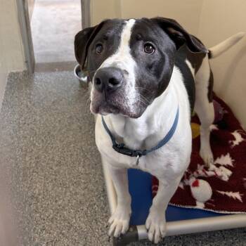 Mixed Breed Dogs Available for Adoption in Hendersonville, North Carolina - Alfalfa | PetCurious