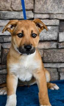 Pit Bull Terrier and German Shepherd Dog Dogs Available for Adoption - Dustin | PetCurious