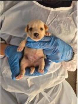 Clarke -  Terrier Dog for Adoption - Clarke | PetCurious