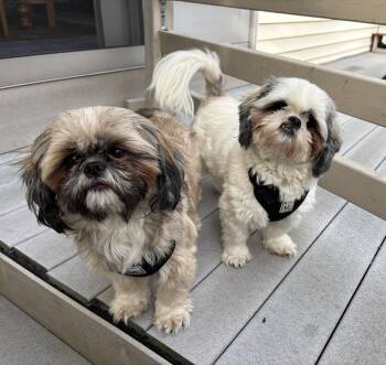 Chewy and Boomer -  Shih Tzu Dog for Adoption in Danville, Vermont - Chewy And Boomer | PetCurious