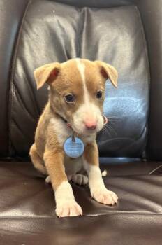 Yawn -  Pit Bull Terrier Dog for Adoption in Carson City, Nevada - Yawn | PetCurious
