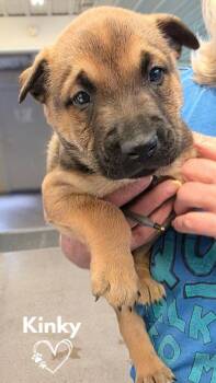 Kinky -  Pit Bull Terrier and German Shepherd Dog Dog Available for Adoption in Monte Vista, Colorado - Kinky | PetCurious