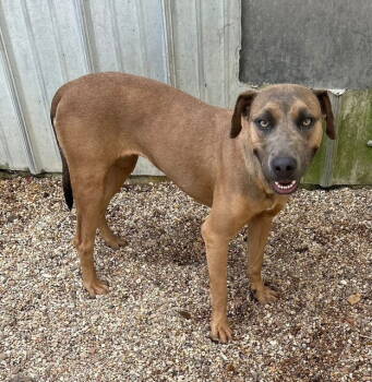 Rescue Mountain Cur Dogs for Adoption in Ocean Township, New Jersey - Alyssa-heart Of Gold | PetCurious