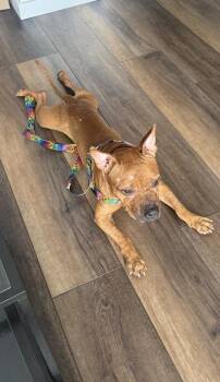 Peanut Buttercup -  Mixed Breed Dog for Adoption - Peanut Buttercup | PetCurious