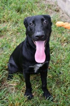 Clyde #A-142876 -  Labrador Retriever Dog for Adoption in Silsbee, Texas - Clyde #A-142876 | PetCurious