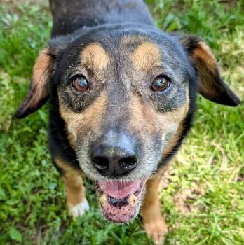 Duke -  Beagle Dog for Adoption in Port Barrington, Illinois - Duke | PetCurious