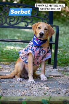 Sorbet -  Retriever and Hound Dog for Adoption in Sevierville, Tennessee - Sorbet | PetCurious