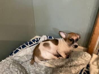 Henry -  Chihuahua Dog for Adoption in Mustang, Oklahoma - Henry | PetCurious