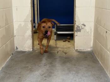 Rescue Pit Bull Terrier and Mixed Breed Dogs for Adoption in Ocala, Florida - SPROUT | PetCurious