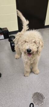 Rescue Standard Poodle and Mixed Breed Dogs for Adoption in Albertville, Alabama - Doodle Bug | PetCurious