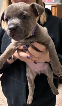 Labrador Retriever Dogs Available for Adoption - Tuscarora | PetCurious