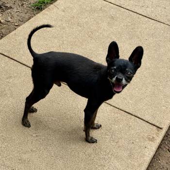 Charlie -  Chihuahua Dog for Adoption in Pelham, New Hampshire - Charlie | PetCurious
