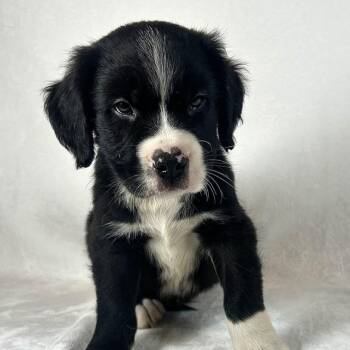 Schnitzel -  Bernese Mountain Dog and Saint Bernard Dog for Adoption in Johnson City, Tennessee - Schnitzel | PetCurious