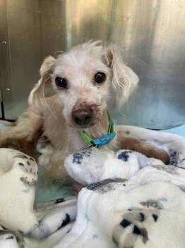 Mr. Telephone Man -  Mixed Breed Dog for Adoption in New York, New York - Mr. Telephone Man | PetCurious