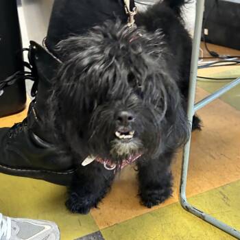 Rescue Mixed Breed Dogs for Adoption in Philadelphia, Pennsylvania - Stormy | PetCurious