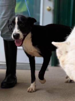 Roo -  Mixed Breed Dog for Adoption in Leitchfield, Kentucky - Roo | PetCurious