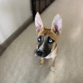 Rescue Mixed Breed Dogs for Adoption in Poplar Bluff, Missouri - Skye (ll) | PetCurious