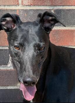 Asher -  Greyhound Dog for Adoption in Coon Rapids, Minnesota - Asher | PetCurious