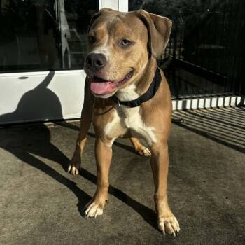 Pit Bull Terrier Dogs Available for Adoption in South Elgin, Illinois - Cindy - Home To Home | PetCurious