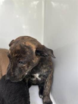 Rescue Labrador Retriever and Mixed Breed Dogs for Adoption in Houston, Texas - SUSIE | PetCurious