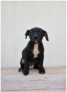 Rescue Boxer and American Staffordshire Terrier Dogs for Adoption in Torrey, Utah - Bane | PetCurious