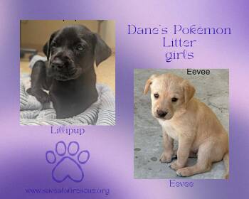 Labrador Retriever Dogs Available for Adoption in Middletown, Rhode Island - Dane’s Pokemon Litter Girls | PetCurious