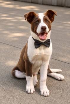 Border Collie and Labrador Retriever Dogs Available for Adoption in Brierfield, Alabama - Max | PetCurious