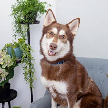 Siberian Husky Dogs Available for Adoption in Los Angeles, California - Lexi | PetCurious