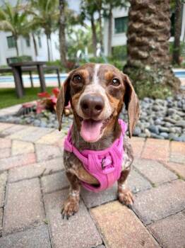 Dachshund Dogs Available for Adoption in West Columbia, South Carolina - Lucy12 | PetCurious