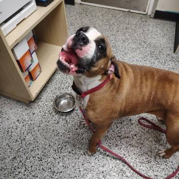 Koby -  Boxer and Mixed Breed Dog for Adoption in Lakeland, Florida - Koby | PetCurious