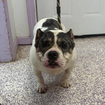 Skipper -  Pit Bull Terrier and Mixed Breed Dog for Adoption in Northbrook, Illinois - Skipper | PetCurious