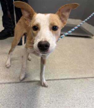 Pit Bull Terrier and Mixed Breed Dogs Available for Adoption in Tallahassee, Florida - FIVER | PetCurious