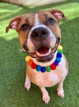 Pit Bull Terrier and Boxer Dogs Available for Adoption - MANGO | PetCurious