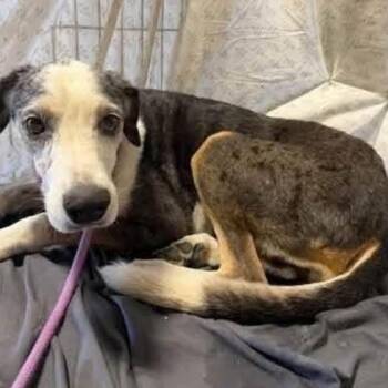 paloma -  Catahoula Leopard Dog Dog for Adoption in Paramus, New Jersey - Paloma | PetCurious