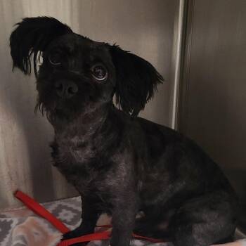 Schnauzer Dogs Available for Adoption in Oak Park, Illinois - Preston | PetCurious