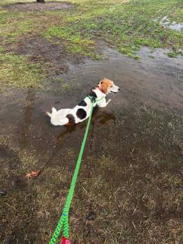 Beagle and Hound Dogs Available for Adoption in Marion, Ohio - Leroy | PetCurious