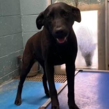 Labrador Retriever Dogs Available for Adoption in Bethel, Connecticut - Juniper | PetCurious