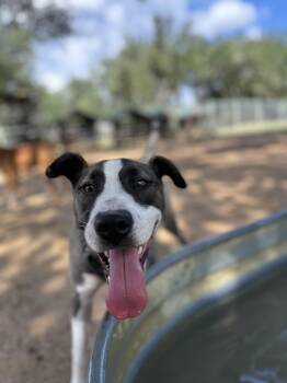 Rescue Border Collie Dogs for Adoption in Klein, Texas - Phoenix | PetCurious