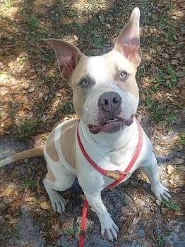 American Staffordshire Terrier Dogs Available for Adoption in Fort Lauderdale, Florida - FRANS | PetCurious