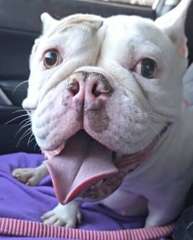 Rescue French Bulldog and English Bulldog Dogs for Adoption in San Marcos, California - I Need A Foster Home.  Will You Help Me? | PetCurious