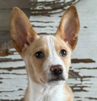 Chihuahua and Terrier Dogs Available for Adoption in Boerne, Texas - Daren | PetCurious