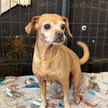 Mema -  Mixed Breed Dog for Adoption in Columbia, South Carolina - Mema | PetCurious