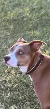 Australian Cattle Dog Blue Heeler and Boxer Dogs Available for Adoption - Duke | PetCurious