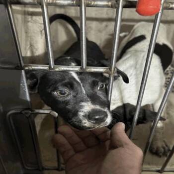 Marko -  Mixed Breed Dog for Adoption in Indianapolis, Indiana - Marko | PetCurious