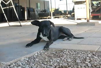 Rescue Chihuahua Dogs for Adoption in San Tan Valley, Arizona - Porter | PetCurious