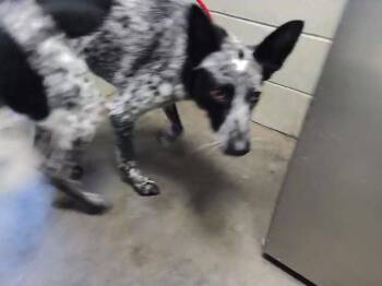 WALLY WORLD -  Australian Cattle Dog Blue Heeler and Mixed Breed Dog for Adoption in Tulsa, Oklahoma - WALLY WORLD | PetCurious